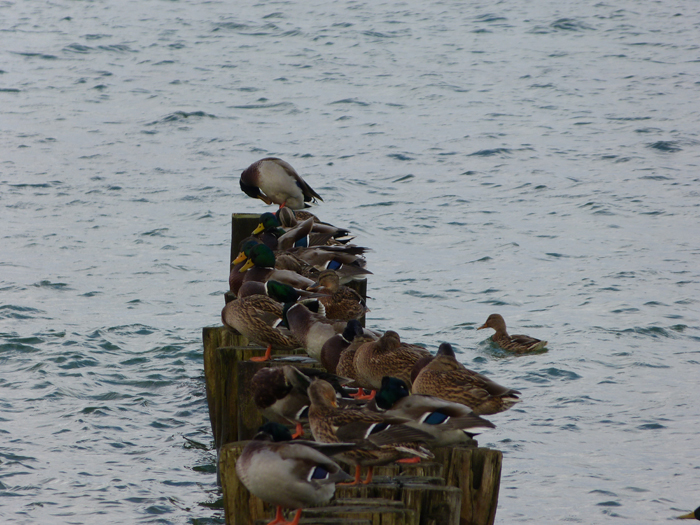 0047 wir hatten auch Bewunderer.JPG